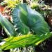 LICUALA ELEGANS EXOTIC FLAT CIRCULAR LEAF FAN PALM FILTERED LIGHT IN MOST AREAS