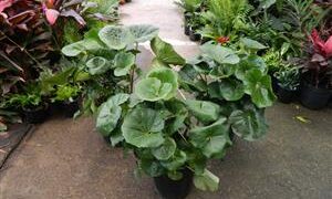 LIGULARIA TUSSILANGINEA – AKA FARUGIUM TUSSILANGINEA LILY-LIKE, FLAT GREEN LEAVES