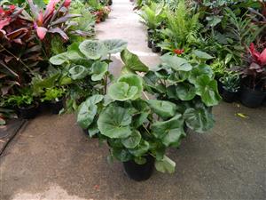 LIGULARIA TUSSILANGINEA – AKA FARUGIUM TUSSILANGINEA LILY-LIKE, FLAT GREEN LEAVES