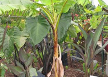 MUSA MEKONG GIANT TALLER, EDIBLE & FRUITING BANANA WITH COLD HARDINESS