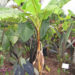 MUSA MEKONG GIANT TALLER, EDIBLE & FRUITING BANANA WITH COLD HARDINESS