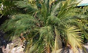 MACROZAMIA COMMUNIS MEDIUM SIZED GREEN CYCAD FROM EASTERN AUSTRALIA