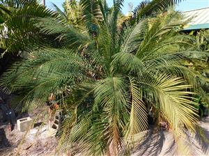 MACROZAMIA COMMUNIS MEDIUM SIZED GREEN CYCAD FROM EASTERN AUSTRALIA