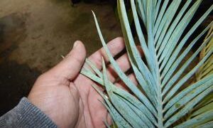 MACROZAMIA MACDONNELLII EXTREMELY RARE AND SOUGHT AFTER SUN-LOVING CYCAD