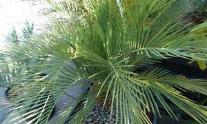 MACROZAMIA MOOREI LARGER COLD HARDY CYCAD