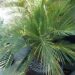 MACROZAMIA MOOREI LARGER COLD HARDY CYCAD