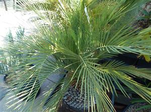 MACROZAMIA MOOREI LARGER COLD HARDY CYCAD