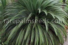 MACROZAMIA MOOREI LARGER COLD HARDY CYCAD