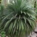 MACROZAMIA MOOREI LARGER COLD HARDY CYCAD