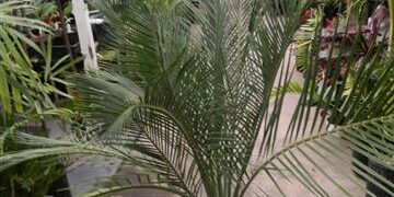 MACROZAMIA RIEDLEI RARE GREEN CYCAD FROM WESTERN AUSTRALIA