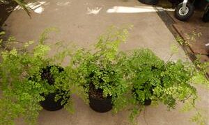 MAIDENHAIR FERN GENUS ADIANTUM