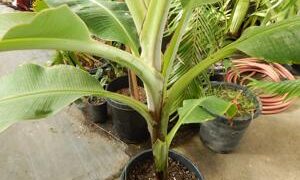 EDIBLE BANANA THAT MANY OF YOU CAN GROW! MUSA GRAN NAIN