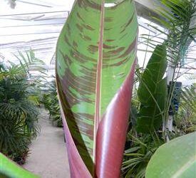 MUSA ZEBRINA AKA MUSA ACUMINATA ZERBRINA A NON-FRUITING ORNAMENTAL BANANA