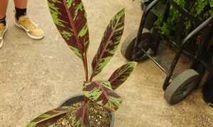 MUSA ZEBRINA AKA MUSA ACUMINATA ZERBRINA A NON-FRUITING ORNAMENTAL BANANA