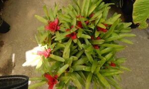 NEORGELIA RED THROAT LIPSTICK RED CENTERS WITH GREEN LEAVES