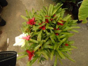 NEORGELIA RED THROAT LIPSTICK RED CENTERS WITH GREEN LEAVES