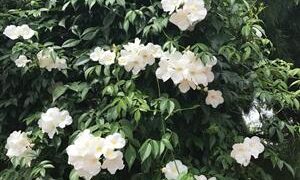 PANDOREA JASMINOIDES – WHITE CLIMBING VINE, COLD HARDY, EVERGREEN, LARGE FLOWERS