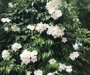 PANDOREA JASMINOIDES – WHITE CLIMBING VINE, COLD HARDY, EVERGREEN, LARGE FLOWERS