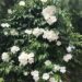 PANDOREA JASMINOIDES – WHITE CLIMBING VINE, COLD HARDY, EVERGREEN, LARGE FLOWERS