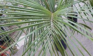 PARAJUBAEA TORALLYI THE SOUTH AMERICAN “COCONUT PALM”