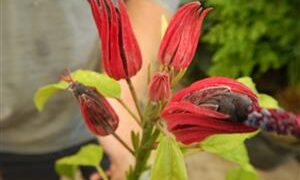 PAVONIA MULTIFLORA BRAZILIAN CANDLES RED BLOSSOMS IN SHADE!