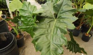 PHILODENDRON EVANSII SUPER RARE AND HARD TO FIND SPECIES WITH HUGE LEAVES