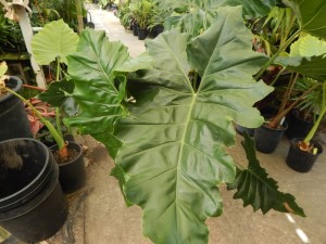 PHILODENDRON EVANSII SUPER RARE AND HARD TO FIND SPECIES WITH HUGE LEAVES