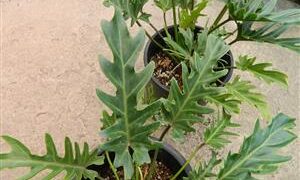 PHILODENDRON XANADU EXOTIC COMPANION PLANT