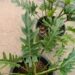 PHILODENDRON XANADU EXOTIC COMPANION PLANT