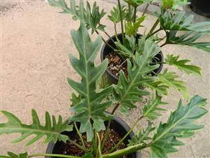 PHILODENDRON XANADU EXOTIC COMPANION PLANT