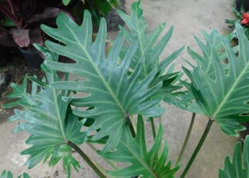 PHILODENDRON XANADU EXOTIC COMPANION PLANT