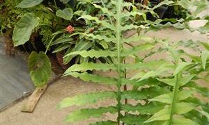 PHLEBODIUM SPECIES FURRY RHIZOMES THAT CRAWL