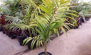 PRESTOEA MONTANA AKA PRESTOEA ACUMINATA VAR. MONTANA