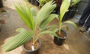 PRITCHARDIA HILLEBRANDII A HAWAIIAN LOULU FAN PALM