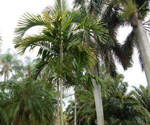 PTYCHOSPERMA ELEGANS THE SOLITAIRE PALM – NATIVE TO AUSTRALIA