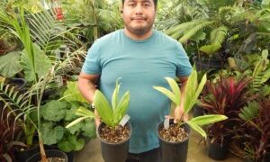 PTYCHOSPERMA ELEGANS THE SOLITAIRE PALM – NATIVE TO AUSTRALIA