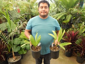 PTYCHOSPERMA ELEGANS THE SOLITAIRE PALM – NATIVE TO AUSTRALIA