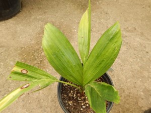 PTYCHOSPERMA ELEGANS THE SOLITAIRE PALM – NATIVE TO AUSTRALIA