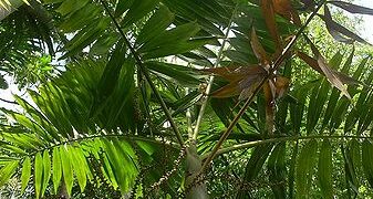PTYCHOSPERMA SALOMONENSE QUICK GROWING, CROWN SHAFTED