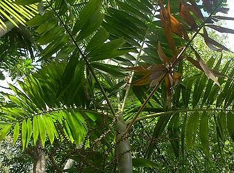 PTYCHOSPERMA SALOMONENSE QUICK GROWING, CROWN SHAFTED