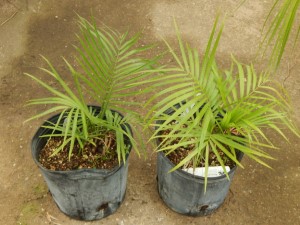 RAVENEA GLAUCA A GREAT PALM FOR SOUTHERN CALIFORNIA MEDIUM MATURE HEIGHT 