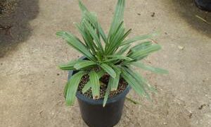 RHAPIDOPHYLLUM HYSTRIXTHE NEEDLE PALM