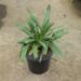 RHAPIDOPHYLLUM HYSTRIXTHE NEEDLE PALM