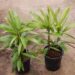 RHAPIS EXCELSA THE LADY PALM 