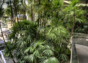 RHAPIS HUMILIS RARE TYPE OF LADY PALM FOUR LARGE SPECIMEN PLANTS AVAILABLE