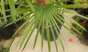 RHAPIS MULTIFIDA A RARE TYPE OF LADY PALM MUCH PRETTIER THAN REGULAR RHAPIS EXCELSA SHOWN ABOVE