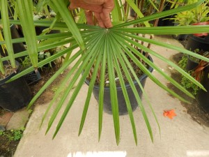 RHAPIS MULTIFIDA A RARE TYPE OF LADY PALM MUCH PRETTIER THAN REGULAR RHAPIS EXCELSA SHOWN ABOVE
