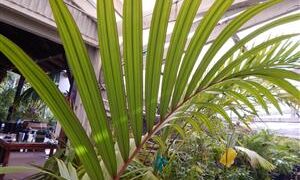TRITHRINAX ACANTHICOMA AKA TRITHRINAX BRASILIENSWIS