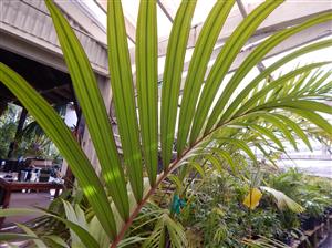 RHOPALOSTYLIS BAUERI NORFOLK ISLAND PALM