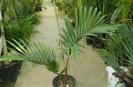 RHOPALOSTYLIS CHEESEMANII MORE RARE SPECIES OF THIS GENUS